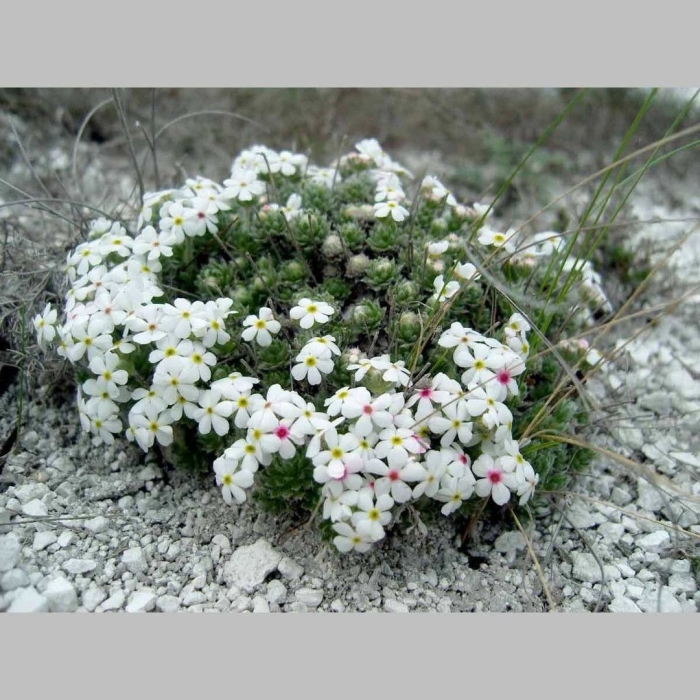 Проломник северный растение