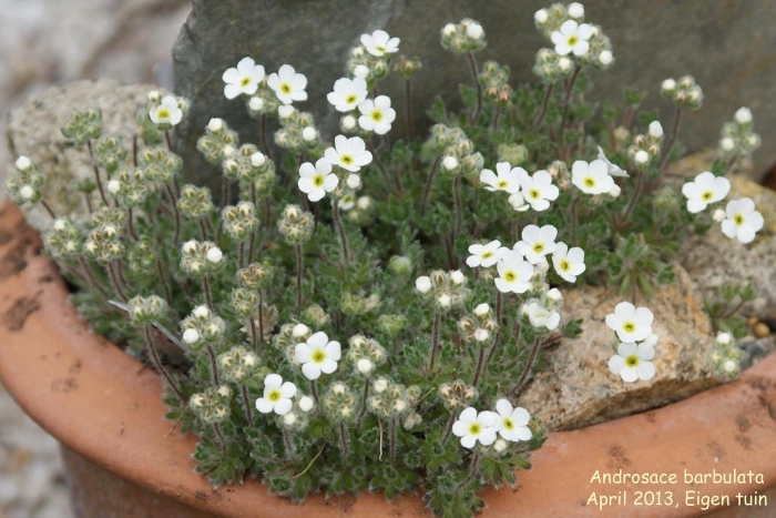 Проломник молодиловидный