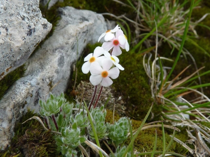 Проломник козо полянского
