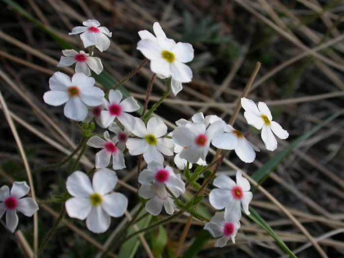 Проломник крымский