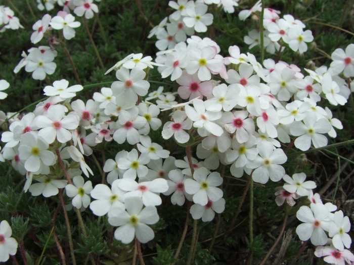 Проломник козо полянского