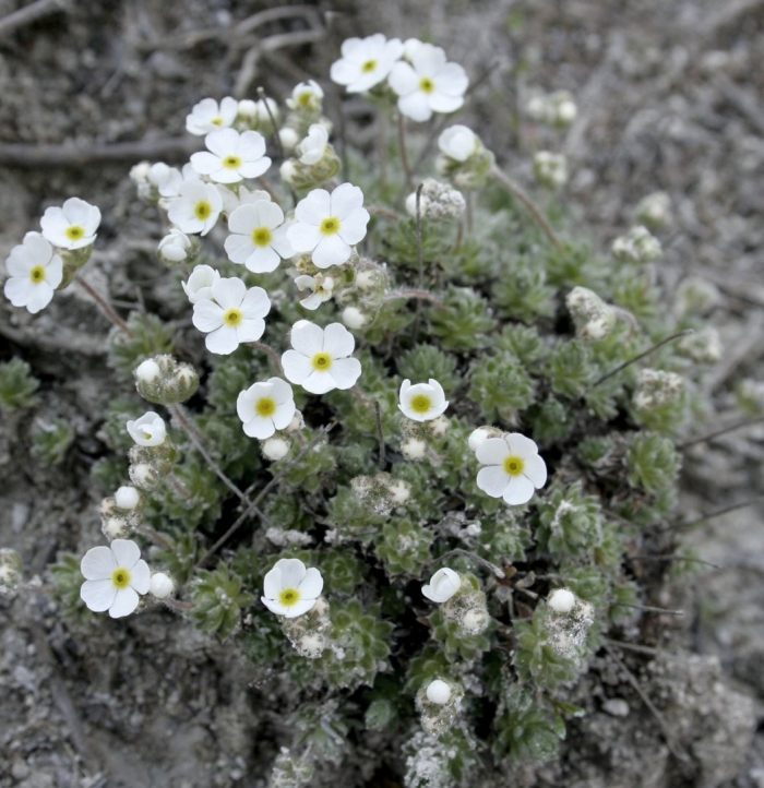 Проломник крымский