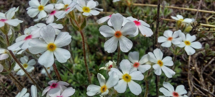 Проломник козо полянского