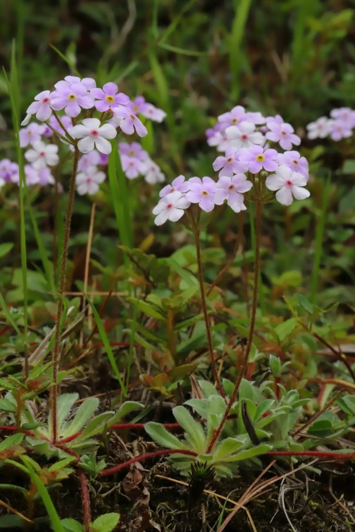 Androsace sarmentosa