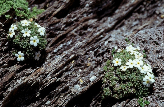 Проломник молодиловидный