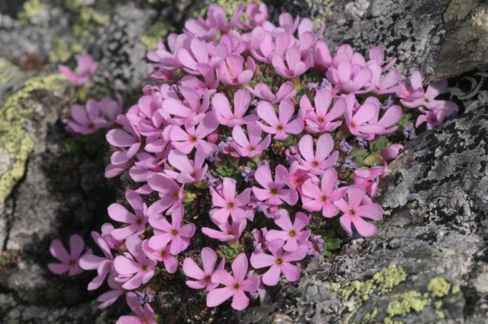 Смолевка бесстебельная