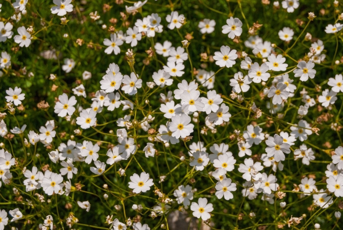 Гипсофила ползучая filou white