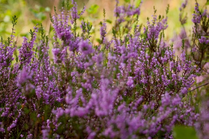 Вереск county wicklow