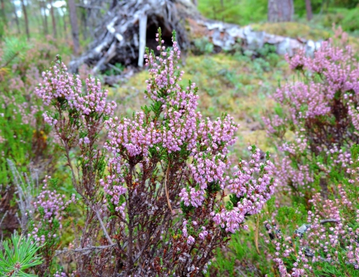 Вереск эрика лесной