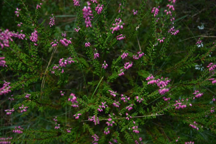 Вереск кустарник