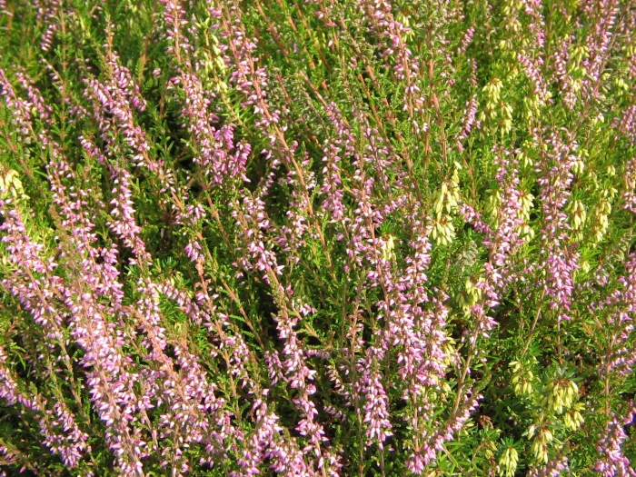 Calluna vulgaris