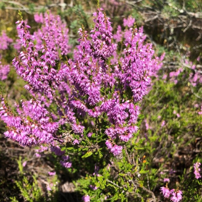 Вереск обыкновенный аллегро