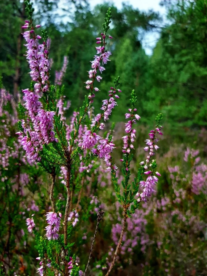 Вереск цветок лесной