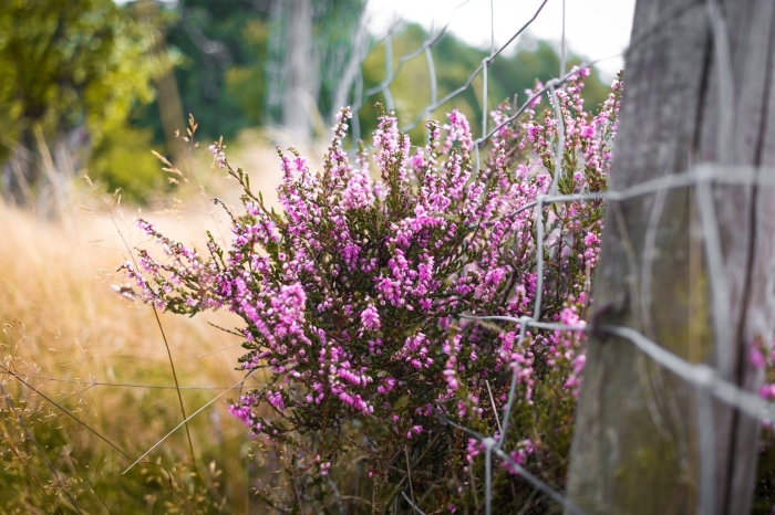 Вереск обыкновенный