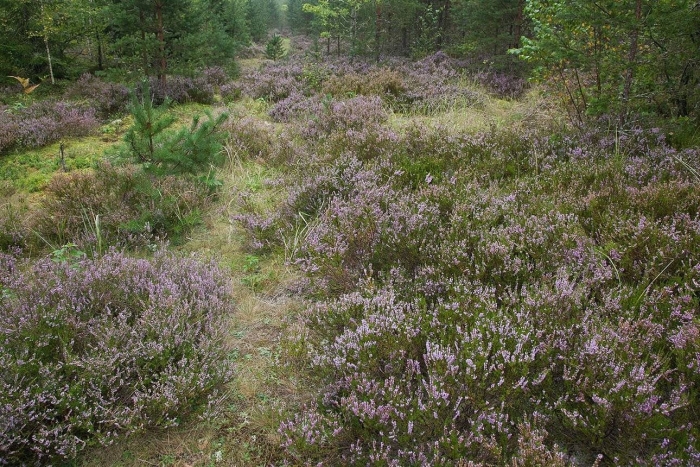 Вереск цветок лесной