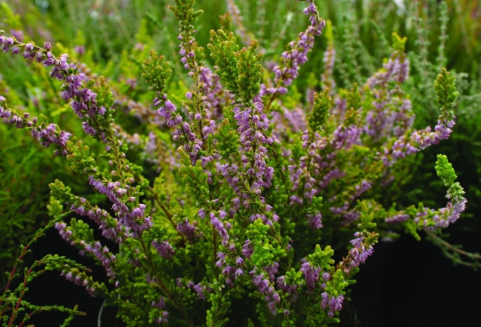 Вереск обыкновенный дж