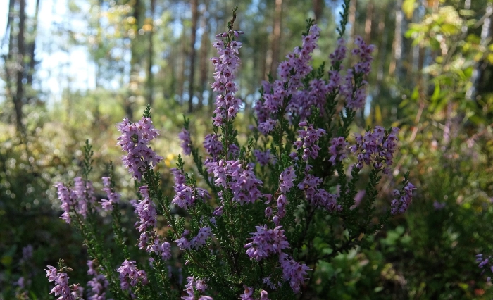 Цветущий вереск