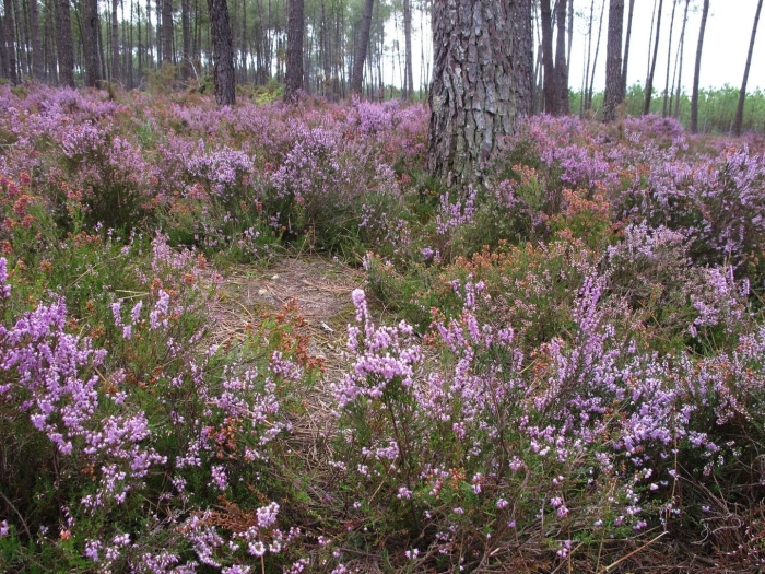 Вереск цветок лесной