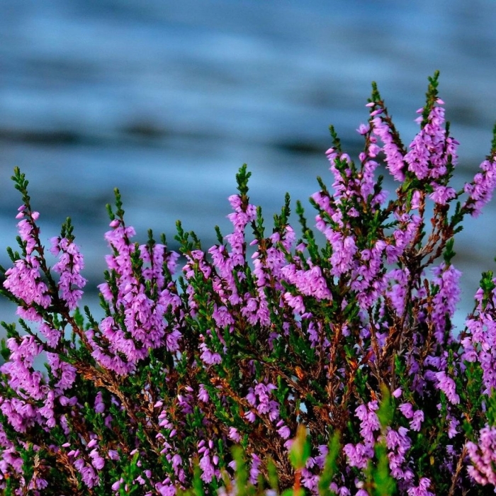 Вереск обыкновенный аллегро