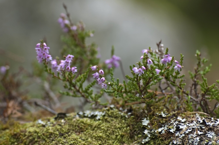 Вереск обыкновенный лесной