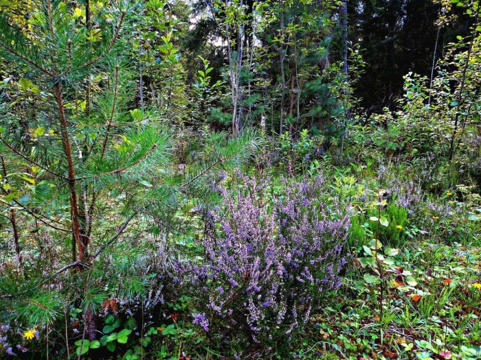 Вереск лесной