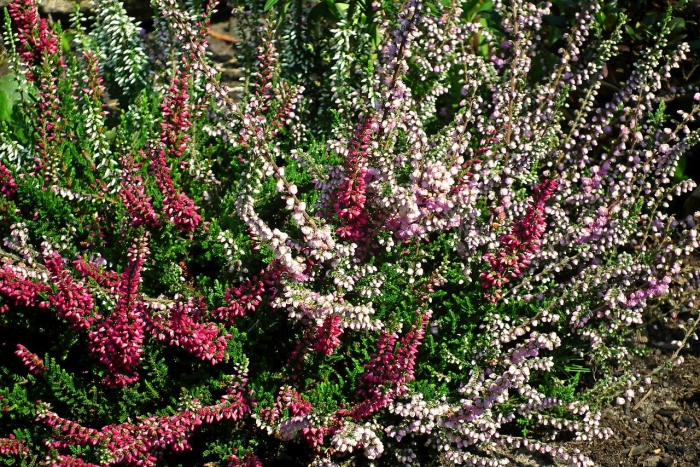 Вереск обыкновенный calluna vulgaris