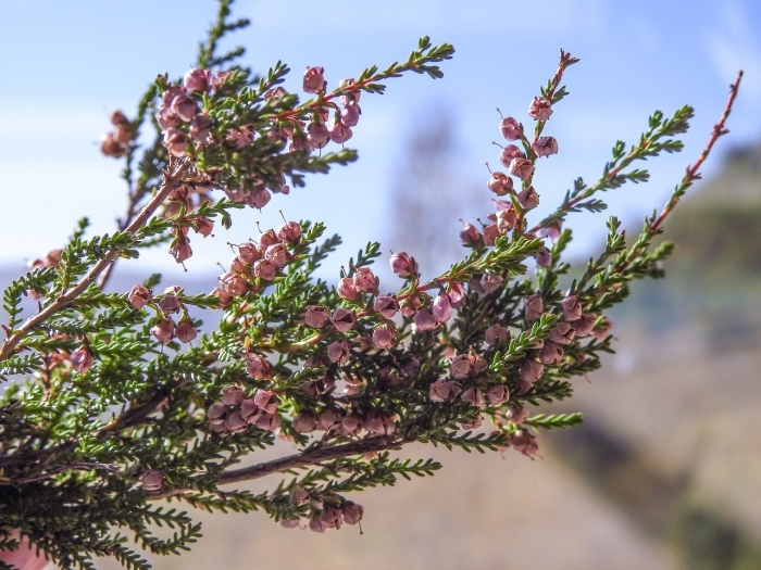 Вереск обыкновенный calluna vulgaris