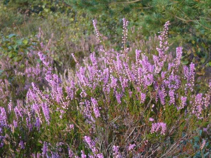 Вереск обыкновенный calluna vulgaris