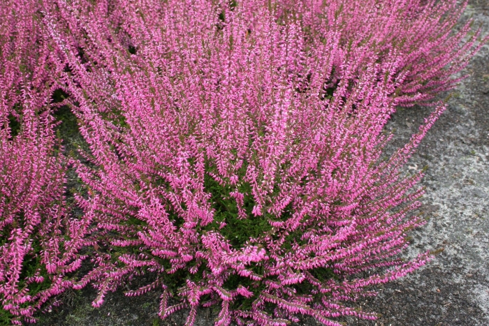 Вереск обыкновенный марлис