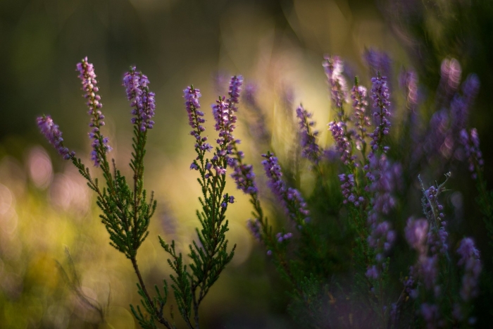 Вереск цветок