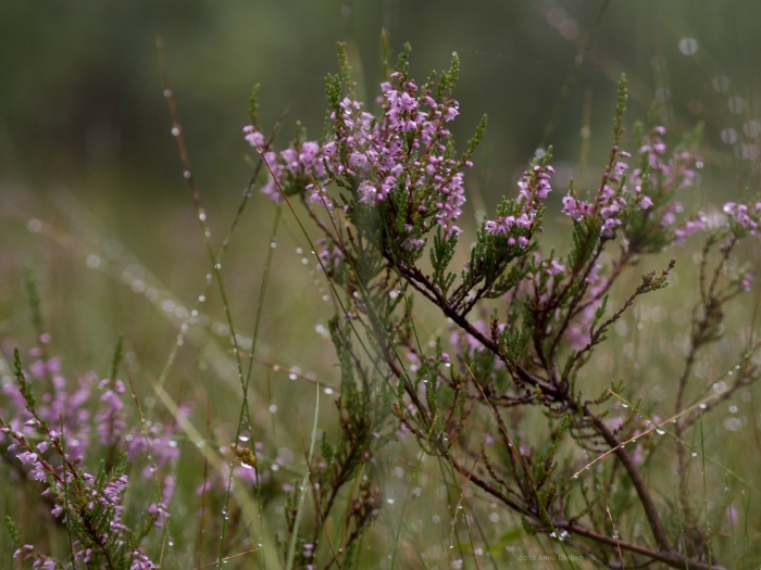 Арктический вереск