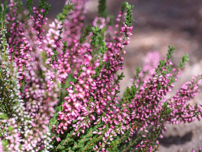 Calluna vulgaris amethyst