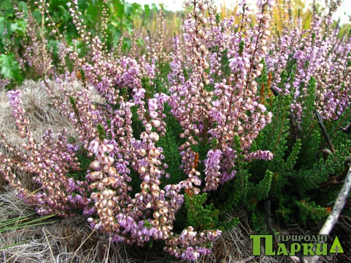 Вереск обыкновенный лесной