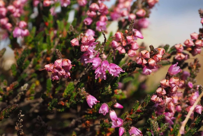 Вереск обыкновенный малин