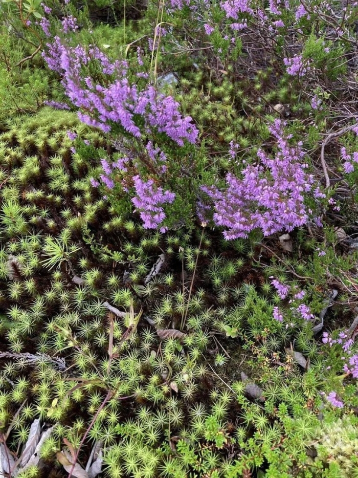 Вереск спринг торч