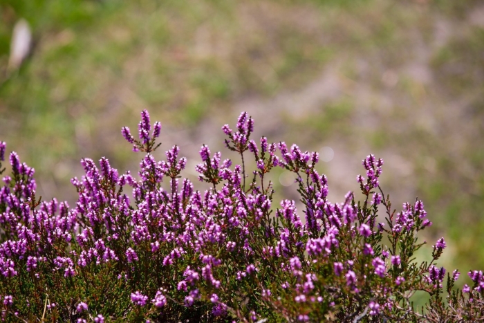 Вереск в тундре