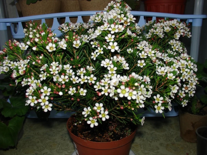 Хамелациум восковой мирт