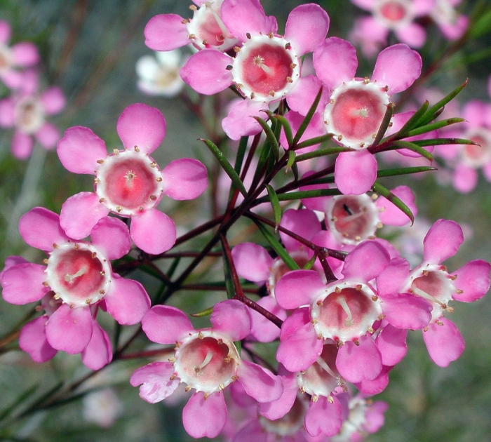 Chamelaucium uncinatum