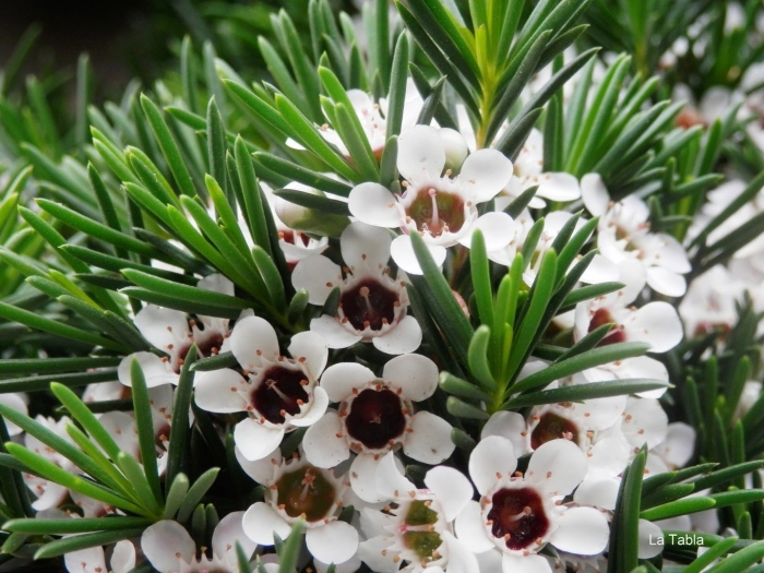 Хамелациум восковой мирт