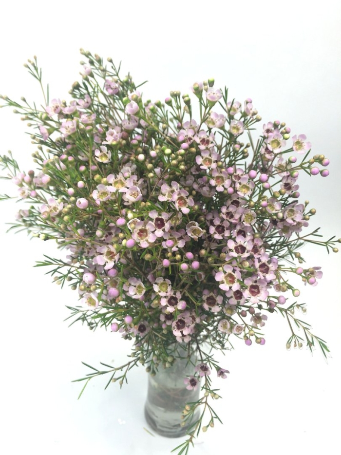 Хамелациум хот пинк