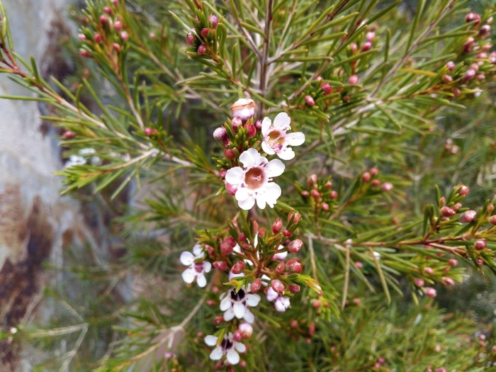 Chamelaucium ciliatum