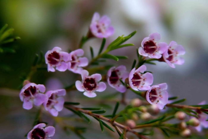 Хамелациум восковой мирт