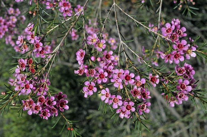 Хамелациум восковой мирт