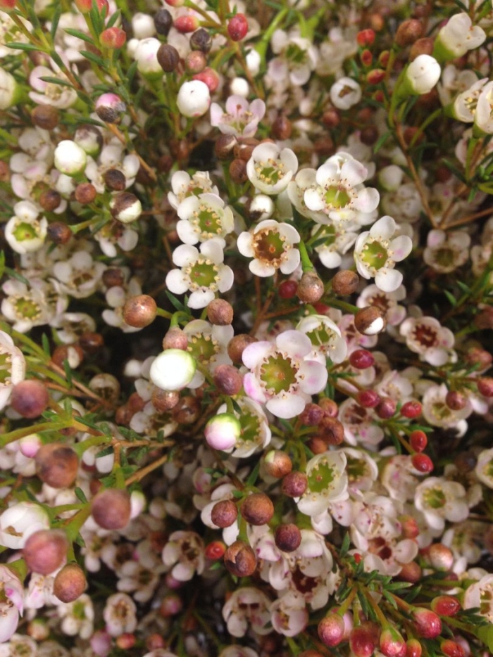 Хамелациум ваксфлауэр