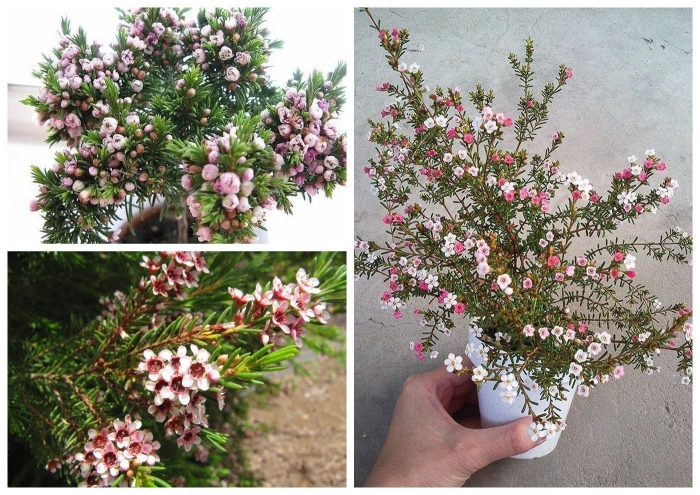 Хамелациум восковой мирт