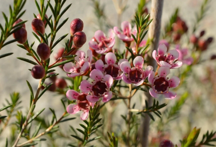 Хамелациум сара делайт