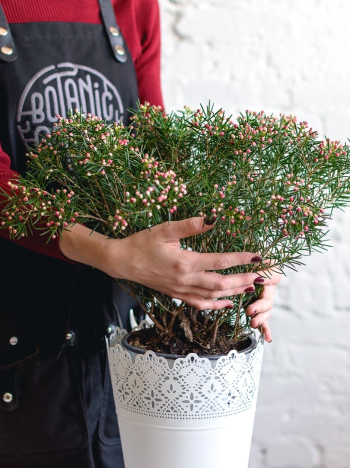 Цветущая елка хамелациум