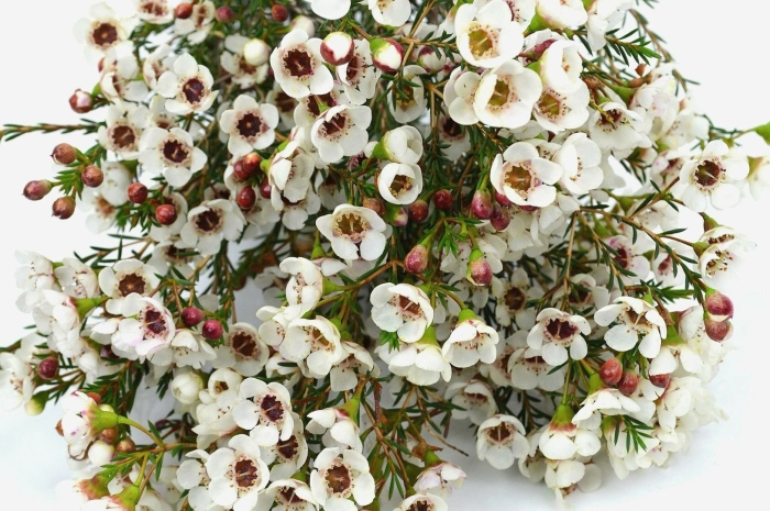 Ваксфлауэр верескваксфлауэр вереск