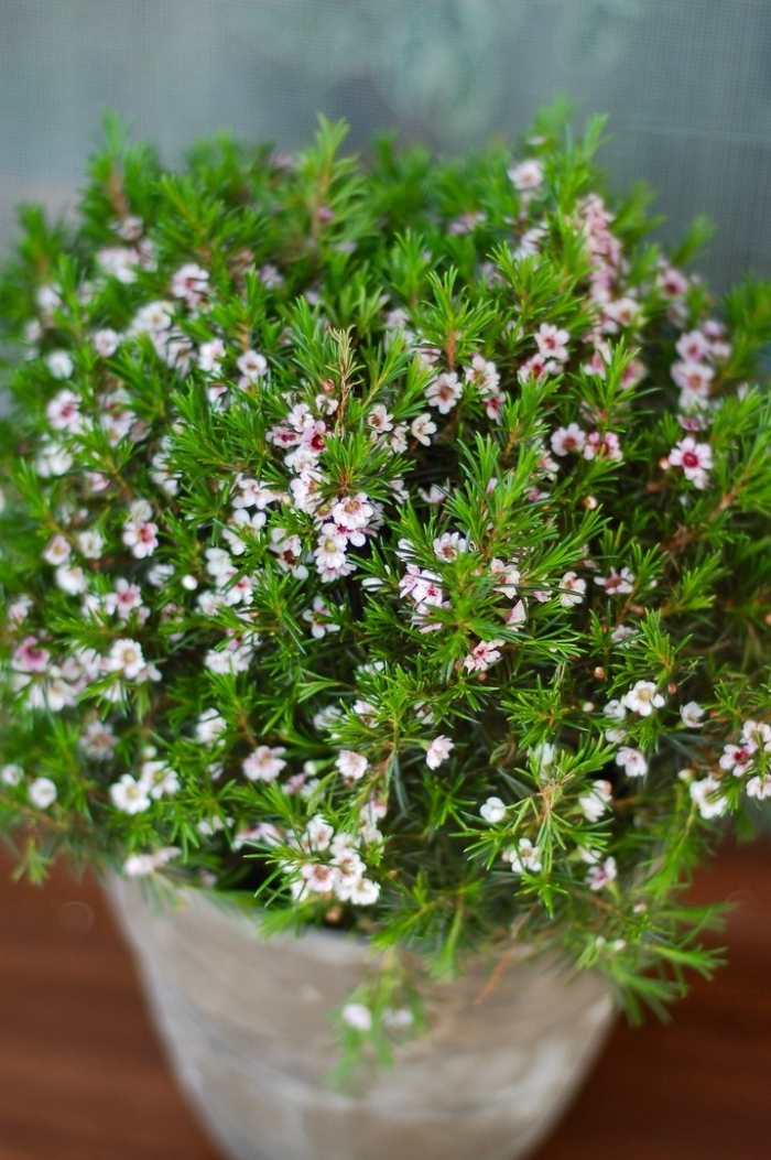 Хамелациум ваксфлауэр