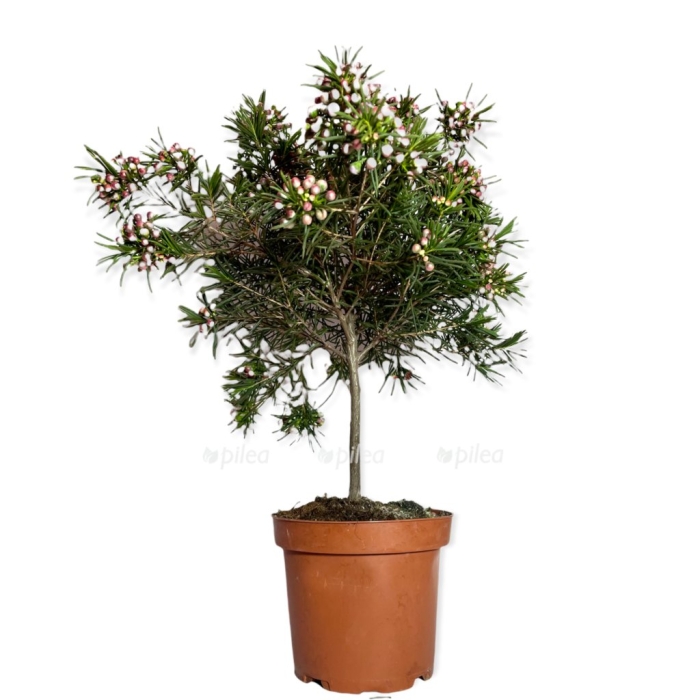 Хамелациум сноуфлейк